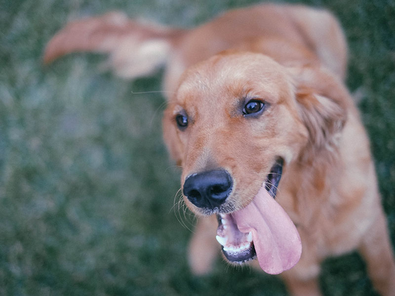 BARFen Hunde Nahrung Ernährung