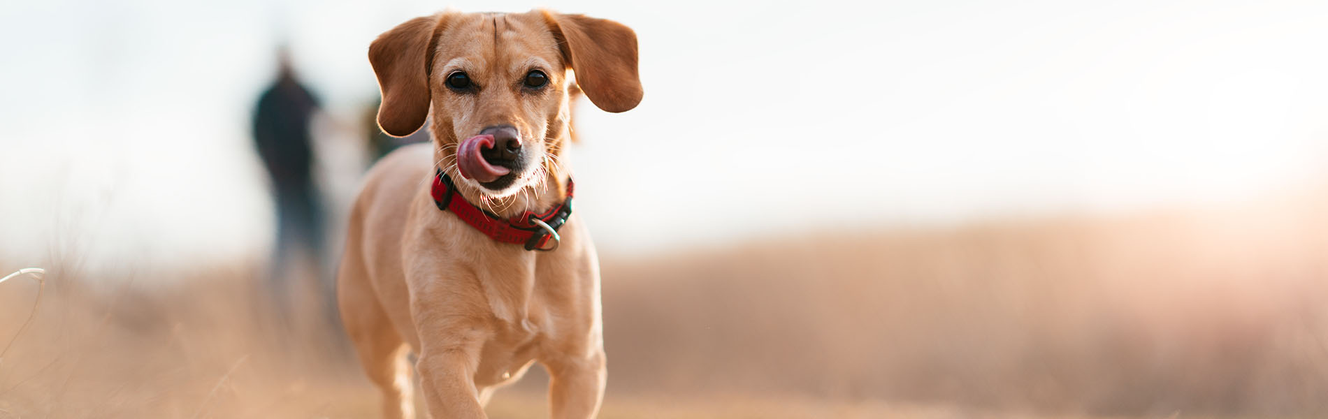 Hunderatgeber Hundebedarf