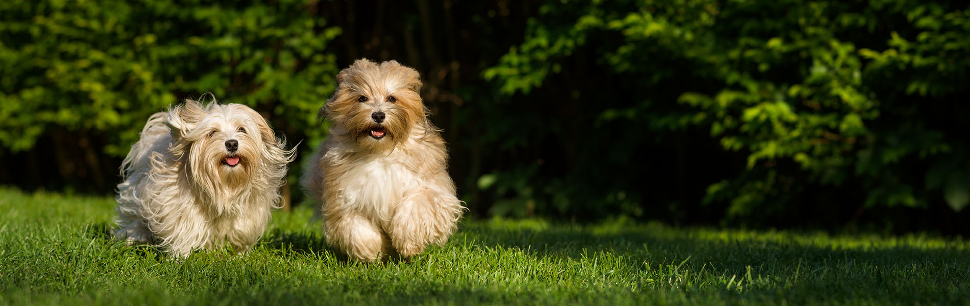 Hundebedarf Hundezubehör Hundefutter