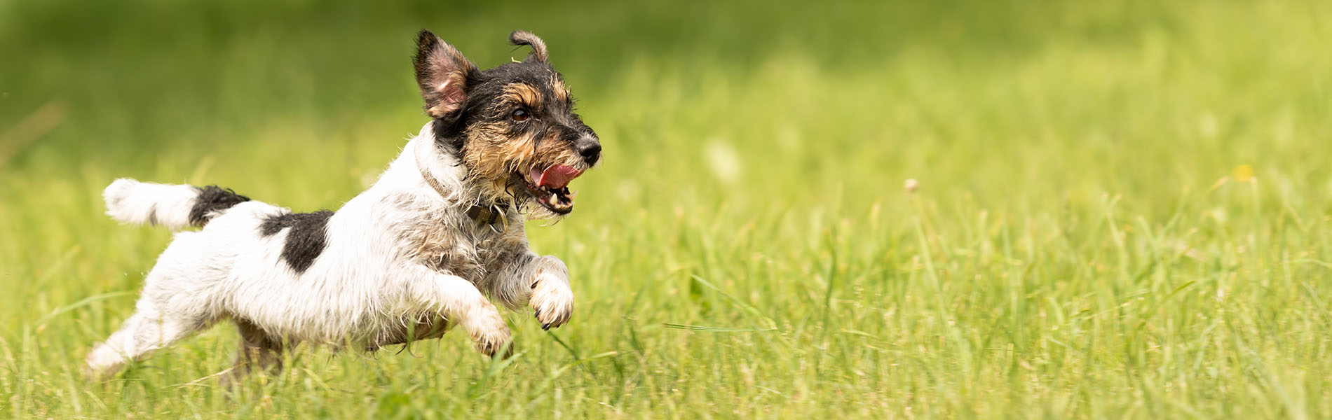 Halbfeuchtes Hundefutter