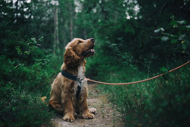 Hunde Physiotherapie