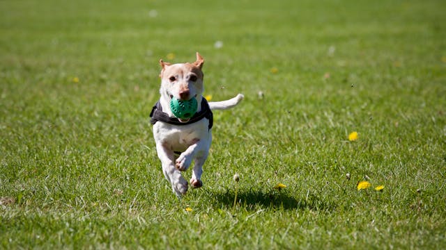 Hundetraining in der Nähe