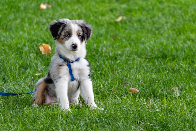 Hundetraining in der Nähe