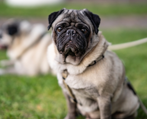 GPS-Tracker für Hunde kaufen