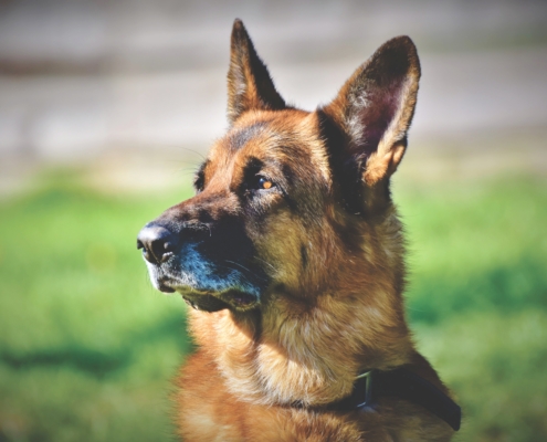 GPS-Tracker für Hunde vergleichen