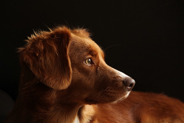 Tierbestattung von Hunden