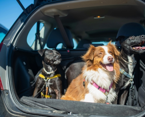 Hundebetten fürs Auto