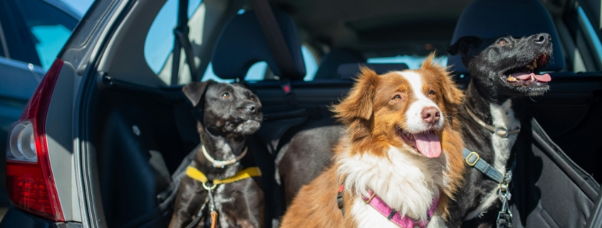 Hundebetten fürs Auto